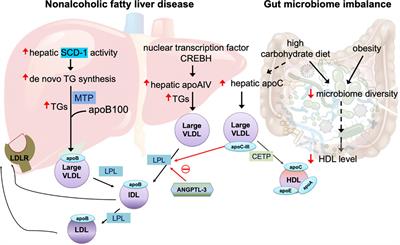Spotlight on very-low-density lipoprotein as a driver of cardiometabolic disorders: Implications for disease progression and mechanistic insights